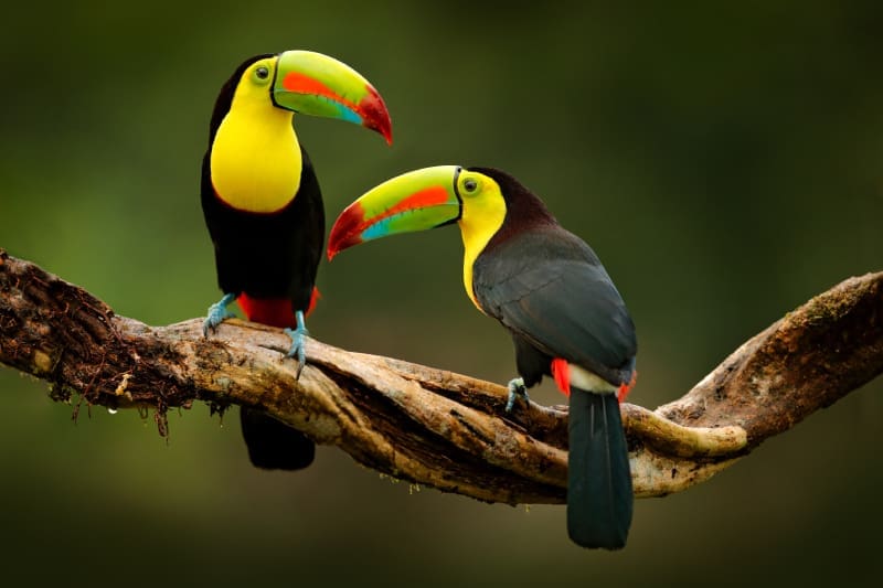 Volunteer in Belize